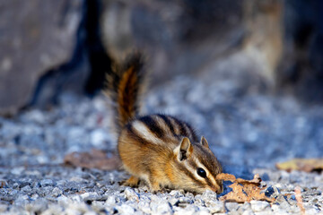 Least chipmunk is searching for food in the wildrerness among rocks.