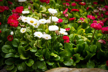 Pink and white daisies are blooming in the garden among rocks.