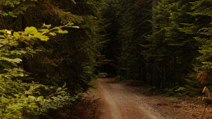 Lost in tranquility, finding solace in the wilderness, unveiling the unseen, secrets lurking beyond the shadows