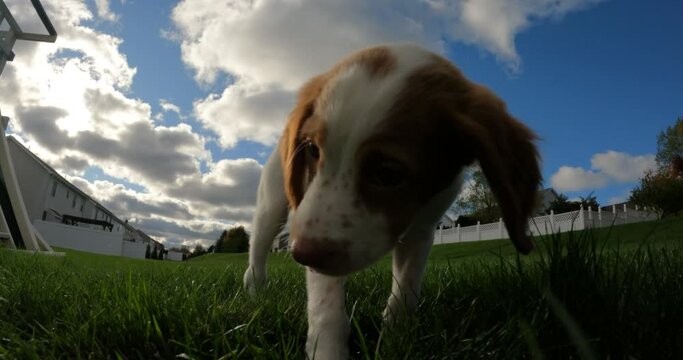 Brittany spaniel puppy playing and chewing outside