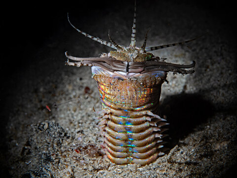 Bobbit Worm at night (Eunice aphroditois)