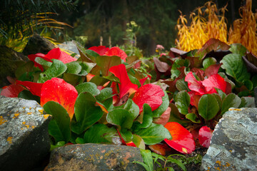 Bergenia in autumn red and green foliage growing among rocks.