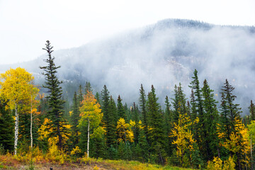 Snowing in mountains and yellow with green autumn trees in the foothill.
