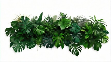  A Showcase of Lush Greenery - Monstera, Palm, Rubber Plant, Pine, Bird's Nest Fern - Isolated on White with Clipping Path for Design Versatility.