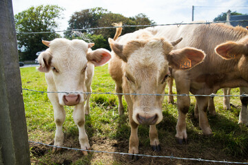 Brown Jersey breed cows and calf looking through barbed wire from the pasture. Normandy, France.