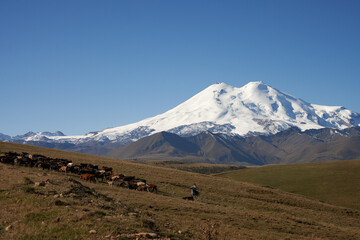 Herd of cows under supervision of a shepherd on horseback in the mountains on the background of snow-covered mountain. Copy space.