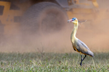 A Whistling Heron also know as Maria Faceira hunting insects in a plowed field. Species Syrigma...