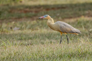 A Whistling Heron also know as Maria Faceira hunting insects in a plowed field. Species Syrigma sibilatrix. Animal world. Bird lover. Birdwatching. Birding.
