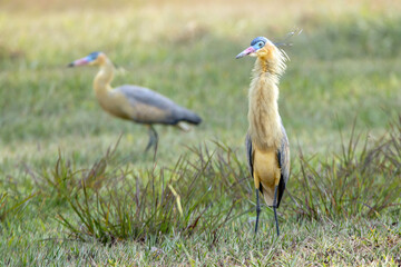 A couple of Whistling Heron also know as Maria Faceira hunting insects in a plowed field. Species...