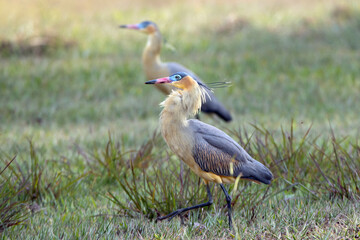 A couple of Whistling Heron also know as Maria Faceira hunting insects in a plowed field. Species Syrigma sibilatrix. Animal world. Bird lover. Birdwatching. Birding.