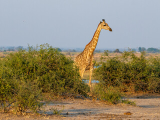 Giraffe