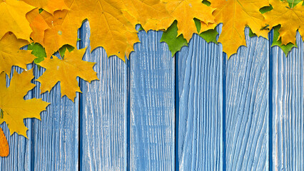 Yellow Autumn Leaves on blue Wooden Background. 