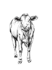 bull cow isolated on white in pencil style 