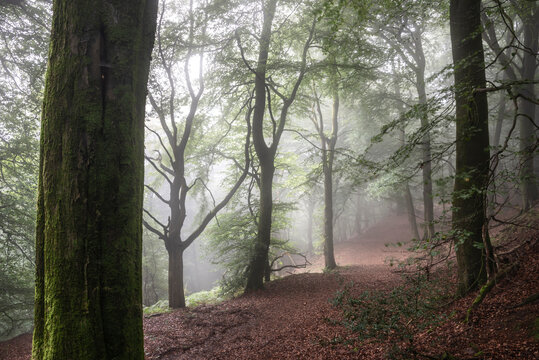 Stunning foggy forest late Summer landscape image with glowing mist in distance among lovely dense woodland