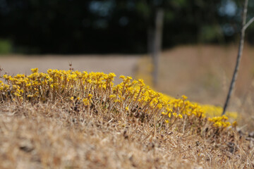 Wiese mit Bunten Blumen im Sommer auf einem Pferdehof
