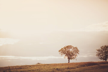 Lonely tree through the fields. Scenic view of field green grass with solitary tree. Beautiful view...
