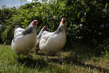 Freilaufende Hühner auf einer wiese mit einer hecke