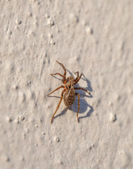 spider on the wall