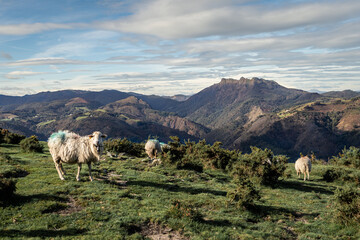 des moutons en montagnes devant un paysage des Pyrénées