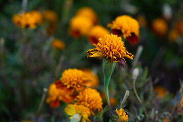 Marigolds are orange and yellow autumn flowers of the Asteraceae family, Tagetes patula.
