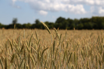 Weizenfeld im Frühling bei Tag und in Norddeutschland