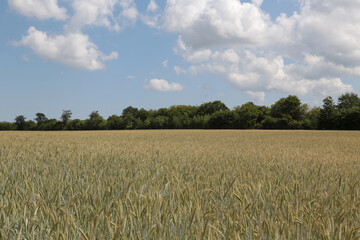 Weizenfeld im Frühling bei Tag und in Norddeutschland