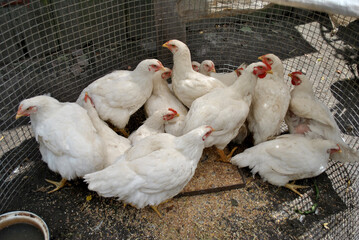 chickens in a farm