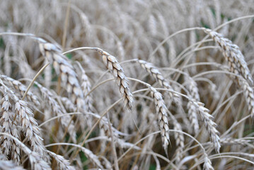 Fototapeta premium wheen on the field