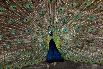 Fototapeta premium ein Pfau der ein Rad schlägt in einem Tierpark