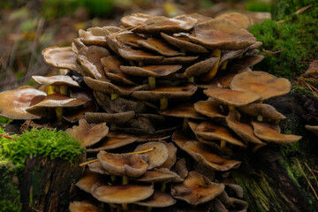 mushrooms on the tree in the netherlands