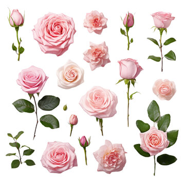 seamless pattern with pink roses, PNG, transparent background