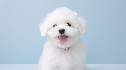 Innocent and Sweet Bichon Frise Puppy with a Bright Smile