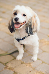 White dog. The dog looks into the frame. Dog muzzle.