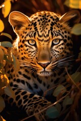 Animal Photography, Leopard in nature