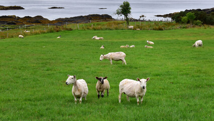 Freshly sheared sheep in green grass field