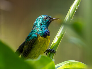 Nektarvogel © Peter