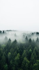 A high angle shot of a forest with a white fog covering