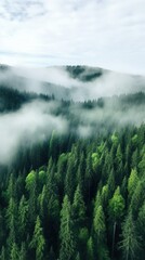 Fototapeta premium An aerial shot of a dense forest with a white fog