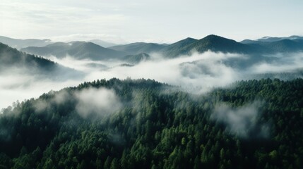 An aerial shot of a dense forest with a white fog