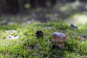 Z początkiem Jesienni pojawiają się w lasach długo oczekiwane przez grzybiarzy borowiki
