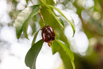 Ripe Eugenia involucrata, an exotic cherry spice commonly found in South America, especially in Brazil. Wild cherry or 
