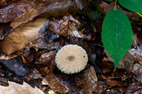 common puffball mushroom. Growing in a forest in the UK