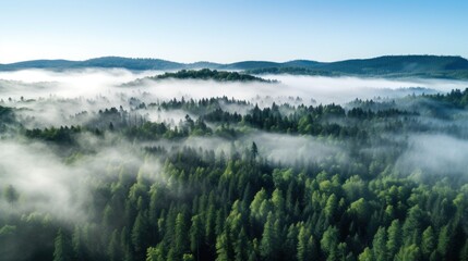 A top view of a forest with a white fog rolling over the treetops.