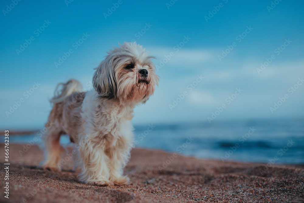 Sticker Shih Tzu dog standing on bank of mountain lake