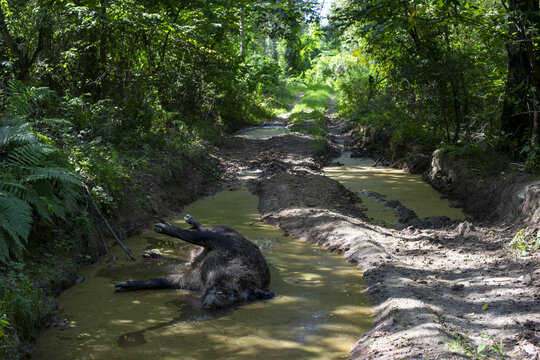 Martwy dzik, niebezpieczeństwo ogniska choroby ASF