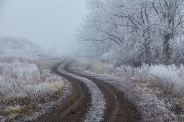Obraz na płótnie Canvas A Winter Morning in the Woods