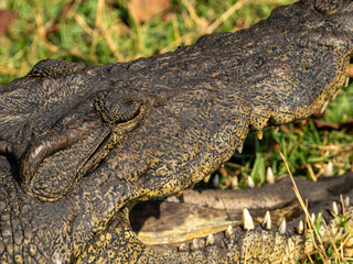 Obraz premium Krokodil