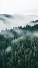 A high angle shot of a forest with a white fog covering