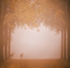 misty morning in the forest with silhouette of deers