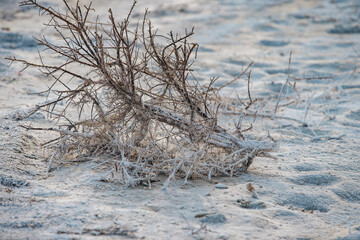 Dried bushes on salted ground
